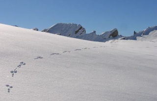 Traces d animaux dans la neige
